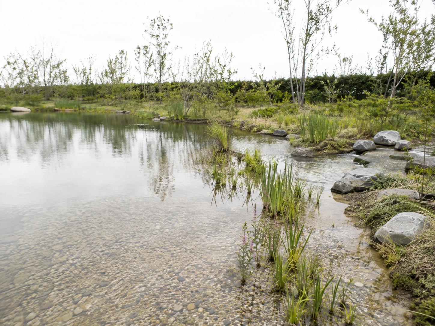 調整池を利用してつくられた池と流れ。浅瀬に水生植物
